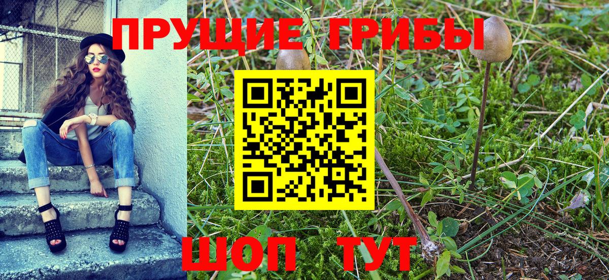Псилоцибиновые грибы Psilocybe Аргун